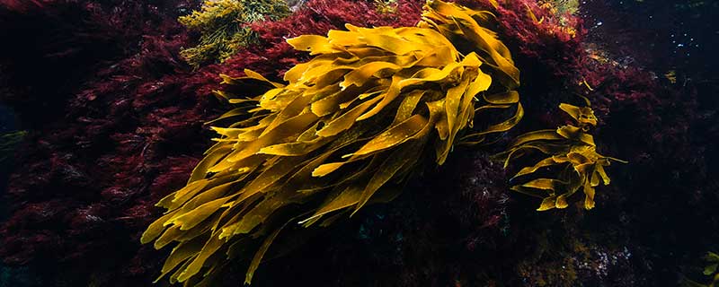 ����Ĺ�Ч������ ����ͼƬ